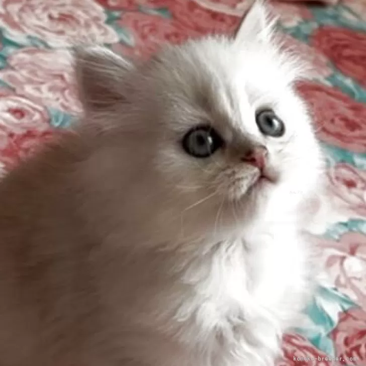 ID：2504-03293の子猫