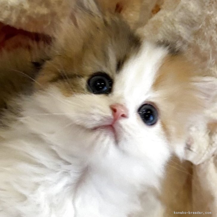 ブリーダー画像