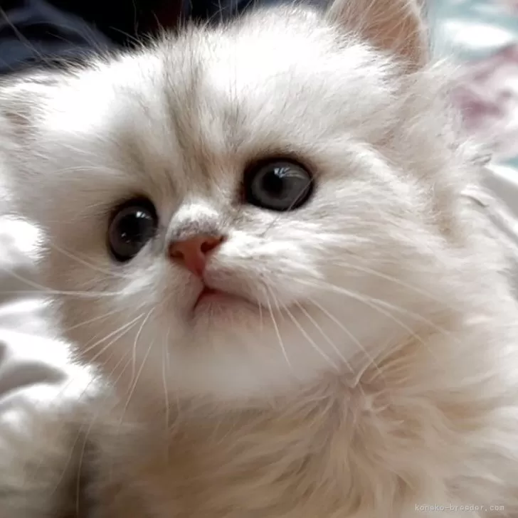 M.I 様のお迎えした子猫