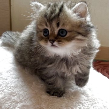 ミヌエット(長足)【埼玉県・男の子・2025年9月9日・ブラウンタビー（ロングヘア）】の写真「まるいフォルム全てがたまらない可愛さです。」