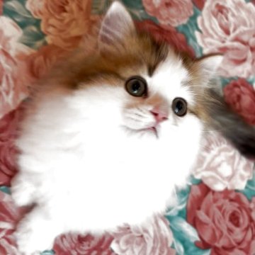 ミヌエット(長足)【埼玉県・男の子・2025年9月9日・ブラウンアンドホワイト（ロングヘア）】の写真「とてもかわいくて、美しい男の子です。」