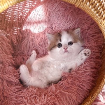 ミヌエット(長足)【埼玉県・男の子・2025年9月9日・ブラウンアンドホワイト（ロングヘア）】の写真「とてもかわいくて、美しい男の子です。」