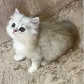 ペルシャ(チンチラ)