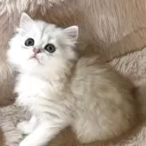 ペルシャ(チンチラ)