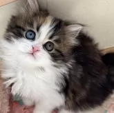 ミヌエット(長足)【埼玉県・女の子・2024年12月11日・キャリコ】の写真1