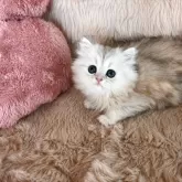 ペルシャ(チンチラ)