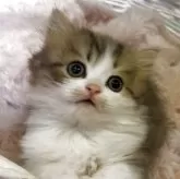 ミヌエット(長足)