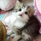 ミヌエット(長足)