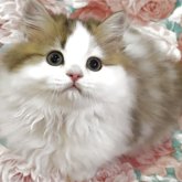 ミヌエット(長足)