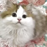 ミヌエット(長足)