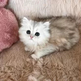 ペルシャ(チンチラ)