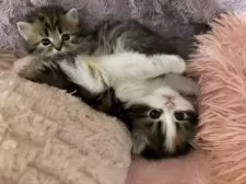 ミヌエット(長足)【埼玉県・女の子・2024年12月11日・キャリコ】の写真4