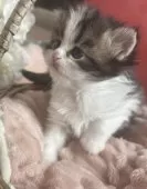 ミヌエット(長足)【埼玉県・女の子・2024年12月11日・キャリコ】の写真5