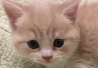 ID：1912-00170の子猫