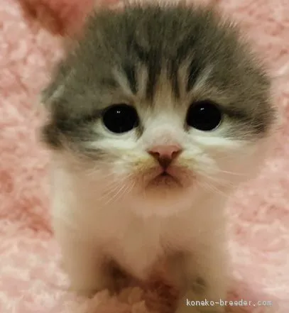 ID：2001-01352の子猫