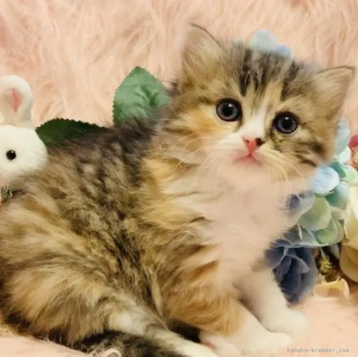 ID：1911-01551の子猫