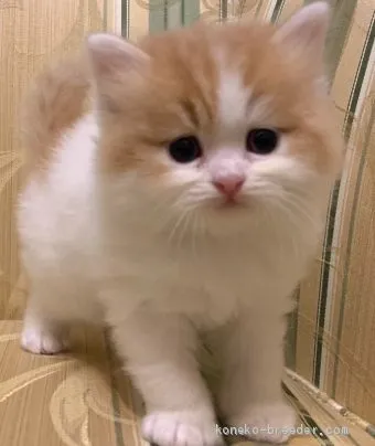 ID:1909-00817の子猫