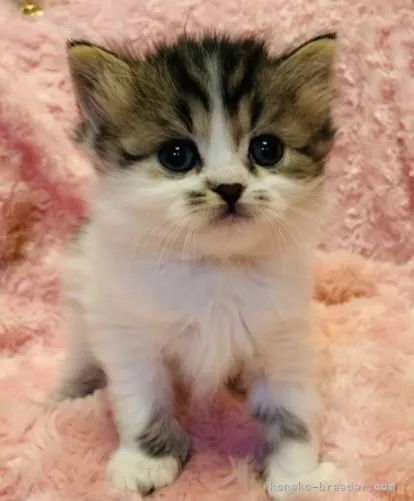 ID：2111-01703の子猫