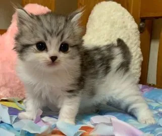 ID：1908-01325の子猫