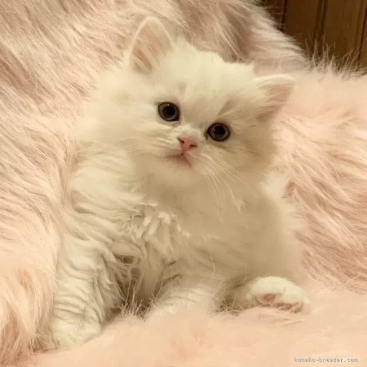 ID:2402-00295の子猫