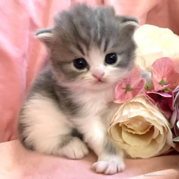 ID：2101-01084の子猫