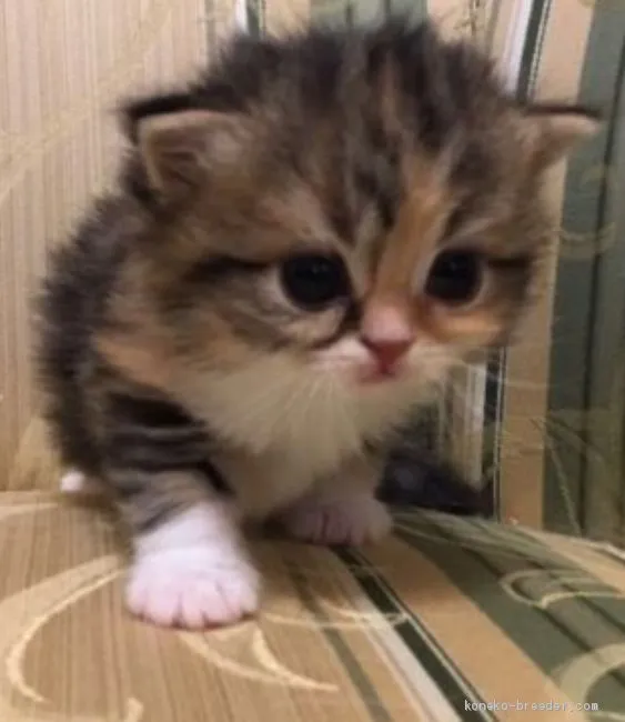 ID：1903-01548の子猫