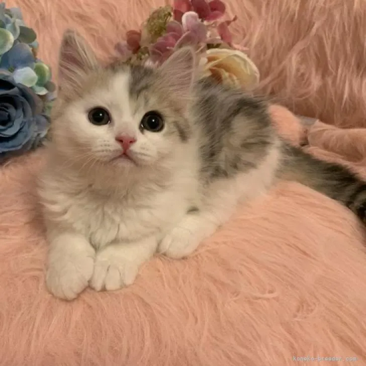 ID:2106-01372の子猫