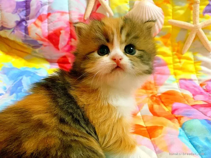ID:1909-01143の子猫