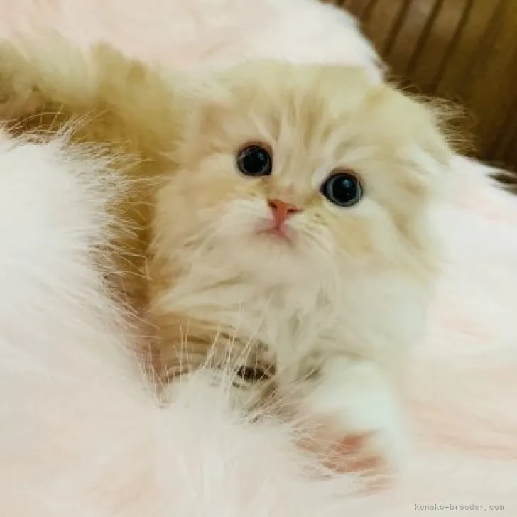 ID:1908-00362の子猫