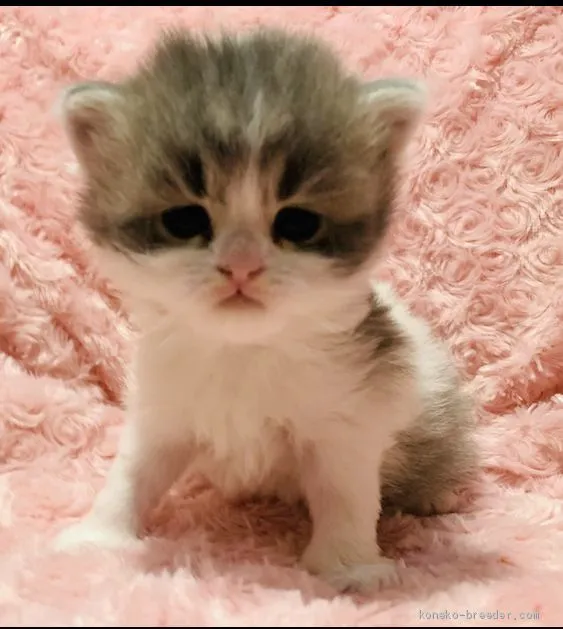 ID：2101-00383の子猫