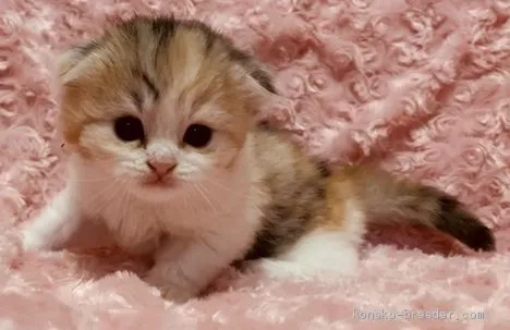ID：2003-01467の子猫
