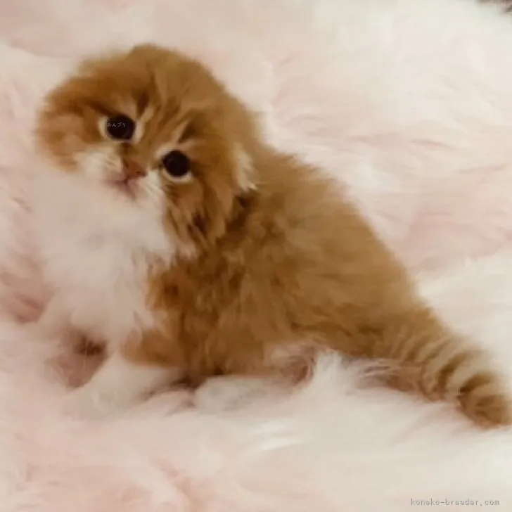 ID：2102-00864の子猫