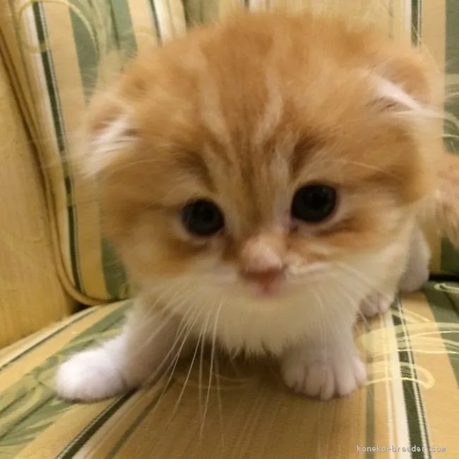 ID：1812-00192の子猫