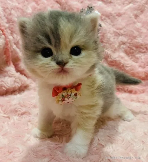 ID:2008-01795の子猫