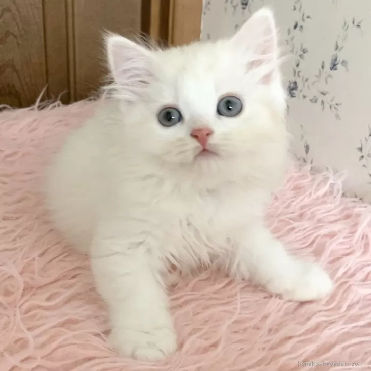 ID：2403-02366の子猫