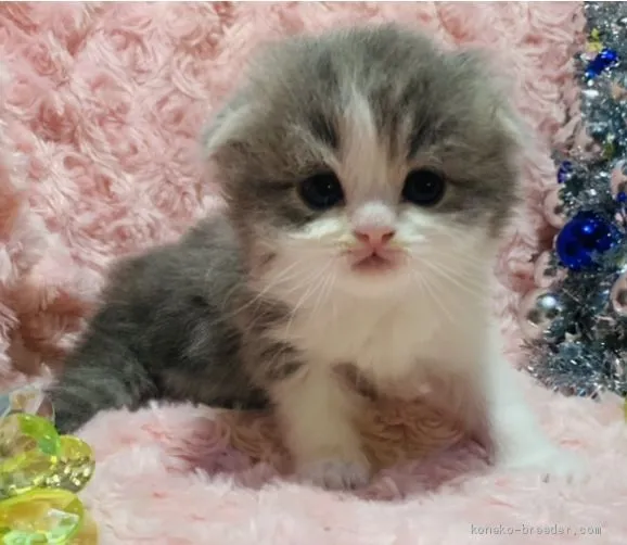 ID：2102-00584の子猫