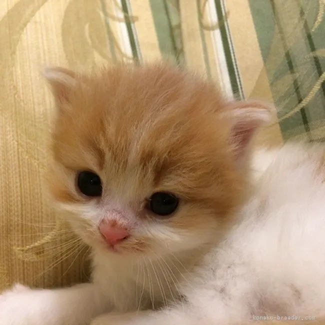 ID:1812-00101の子猫