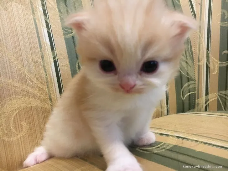 ID:1903-01550の子猫