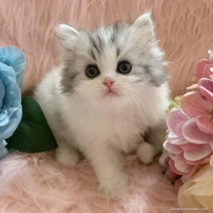 ID：2106-01575の子猫