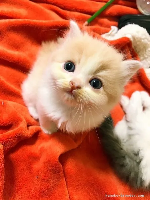 ID：1811-00179の子猫