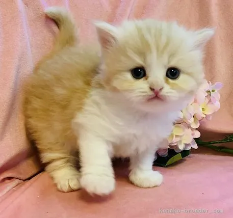 ID：2111-00443の子猫