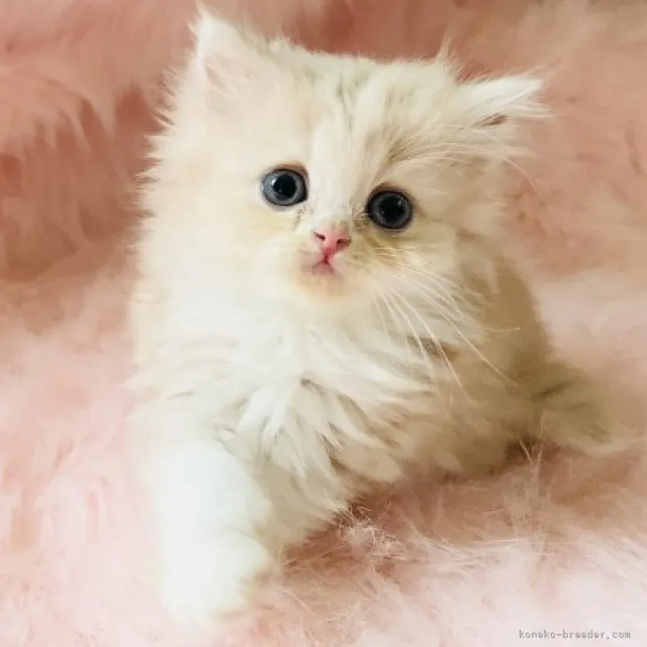 ID：1811-00085の子猫