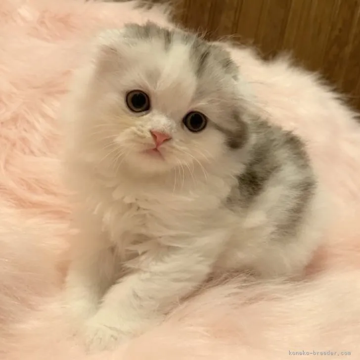 ID:1810-01564の子猫