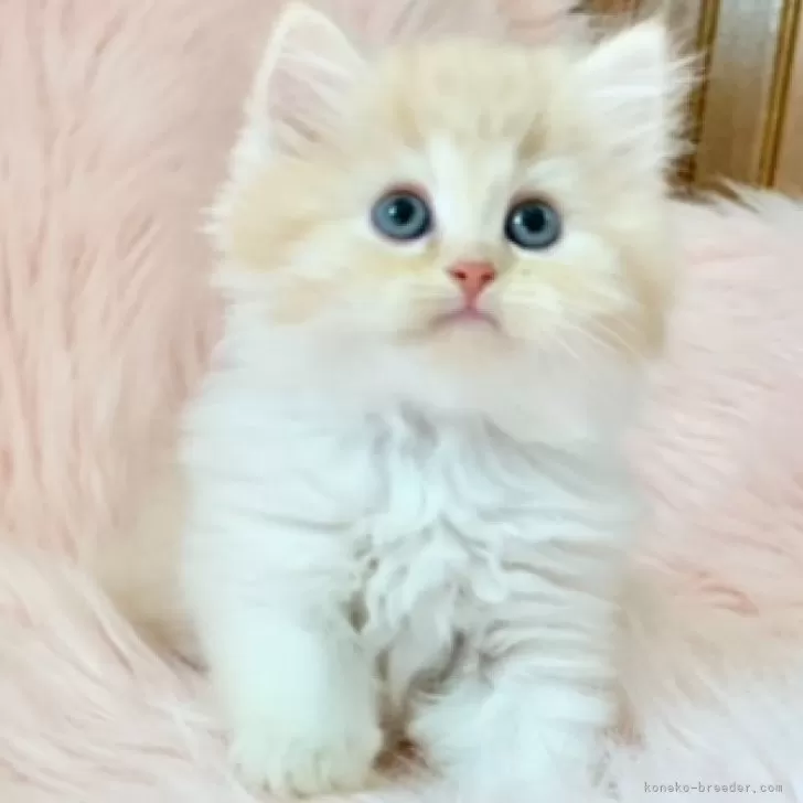 ID：2405-00123の子猫