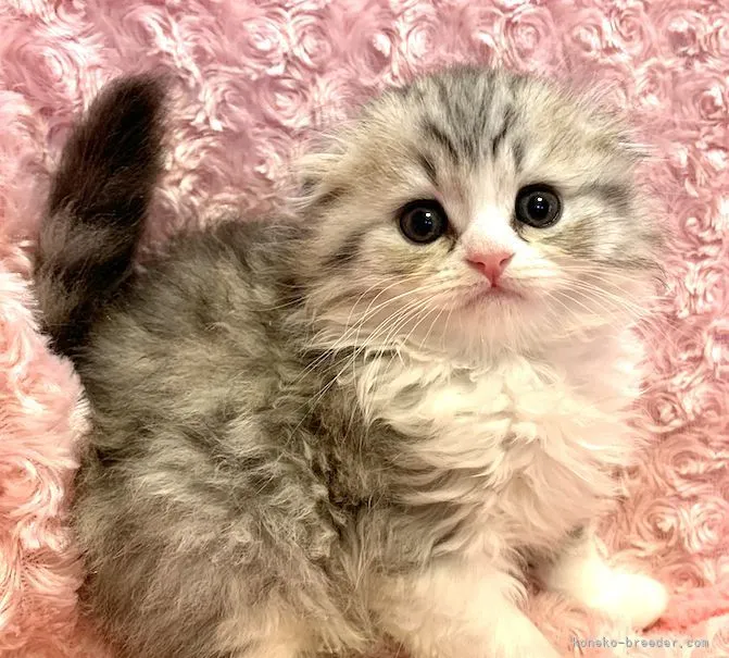 ID:2110-01254の子猫