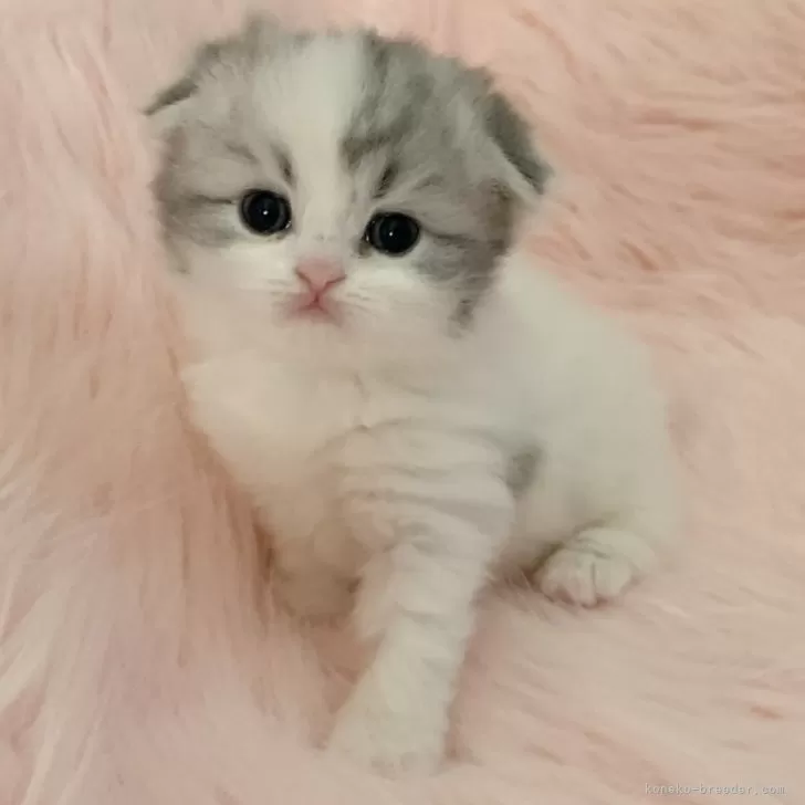 ID:2402-01068の子猫