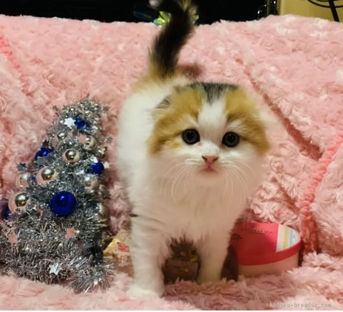 ID：2101-01086の子猫