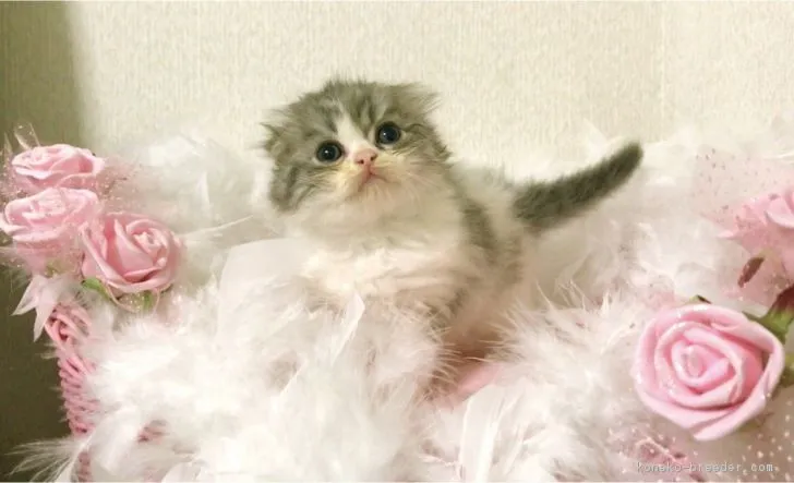 ID：1806-00558の子猫