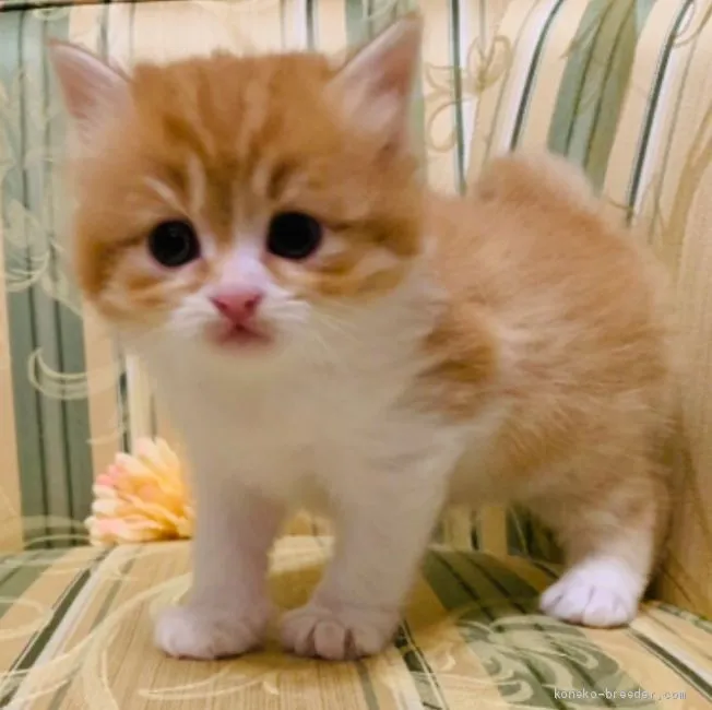 ID：1909-00850の子猫
