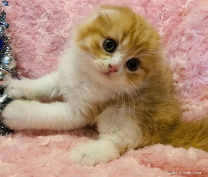 ID：2009-00084の子猫